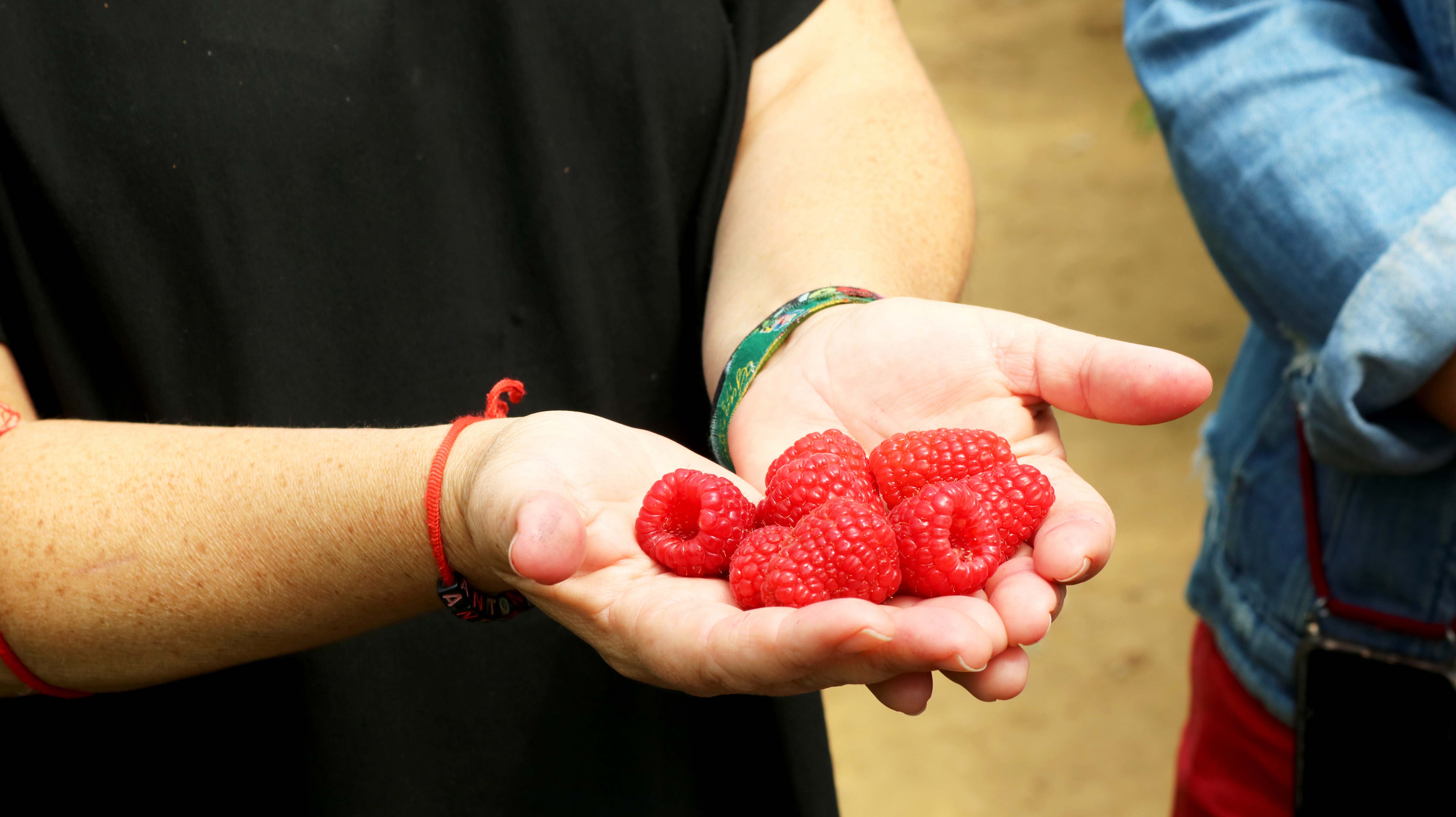 Visita al campo de ensayo de frutos rojos en La Redondela #FruitCare