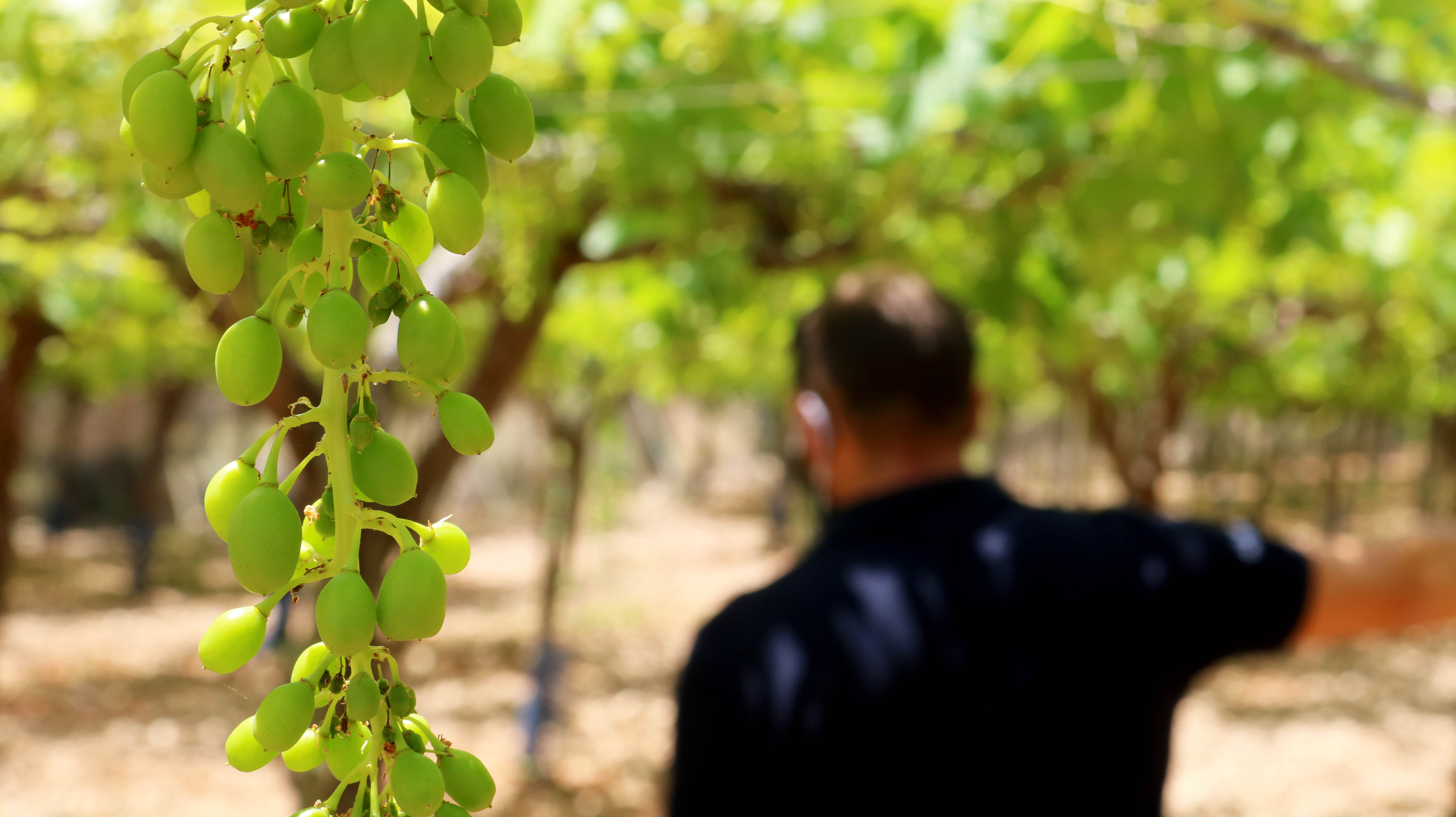Visita al campo de ensayo de uva de mesa en Hondón de las Nieves #FruitCare