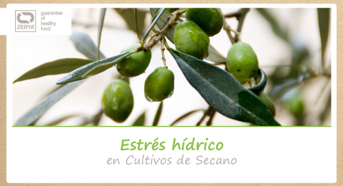 Estres hidrico