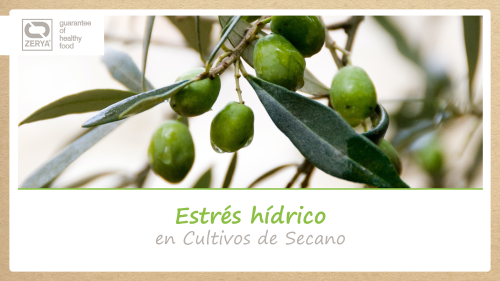 Estres hidrico