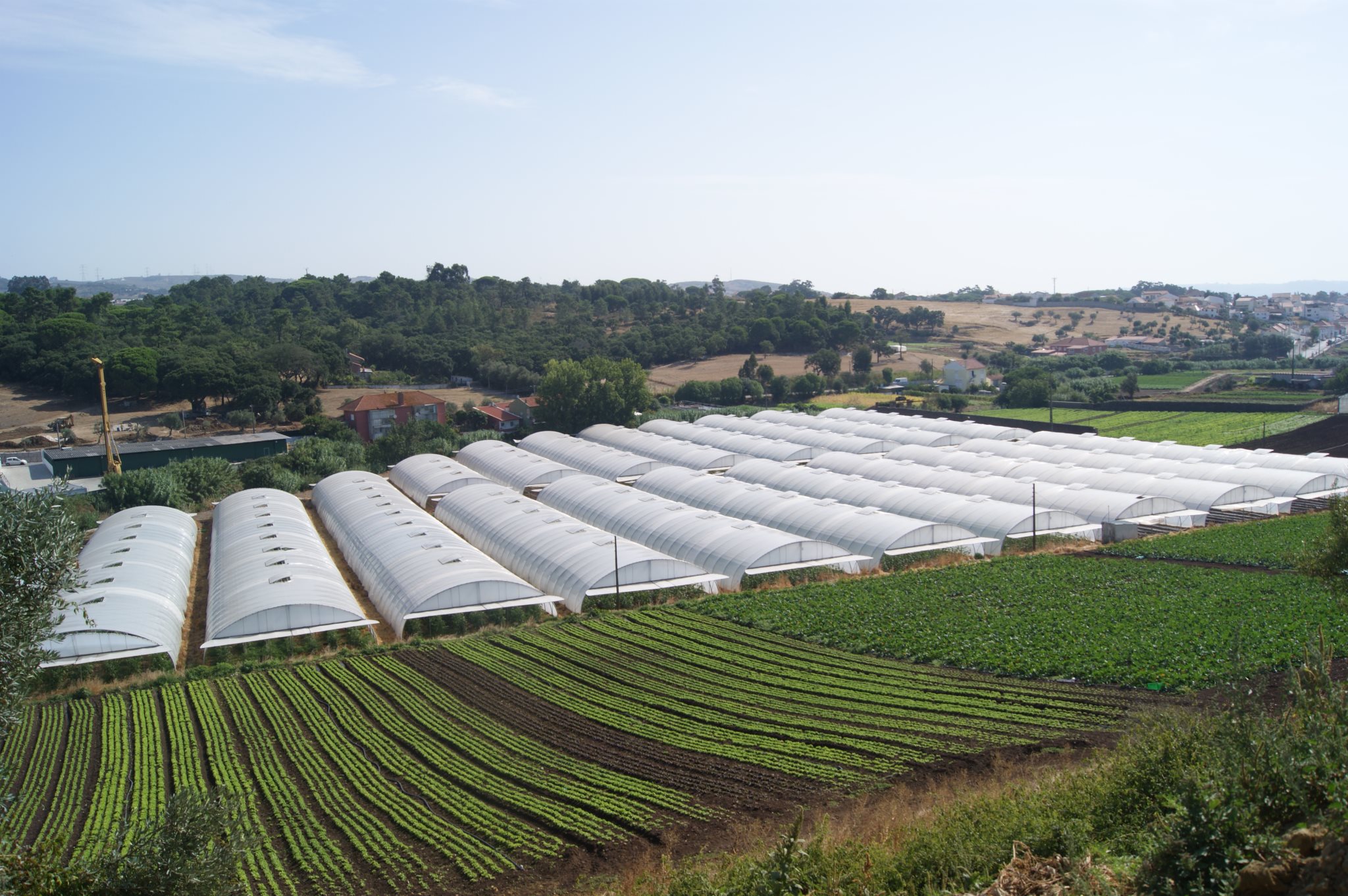 Origem do campo agricultura