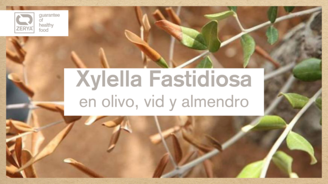 Xylella Fastidiosa en olivo vid y almendro