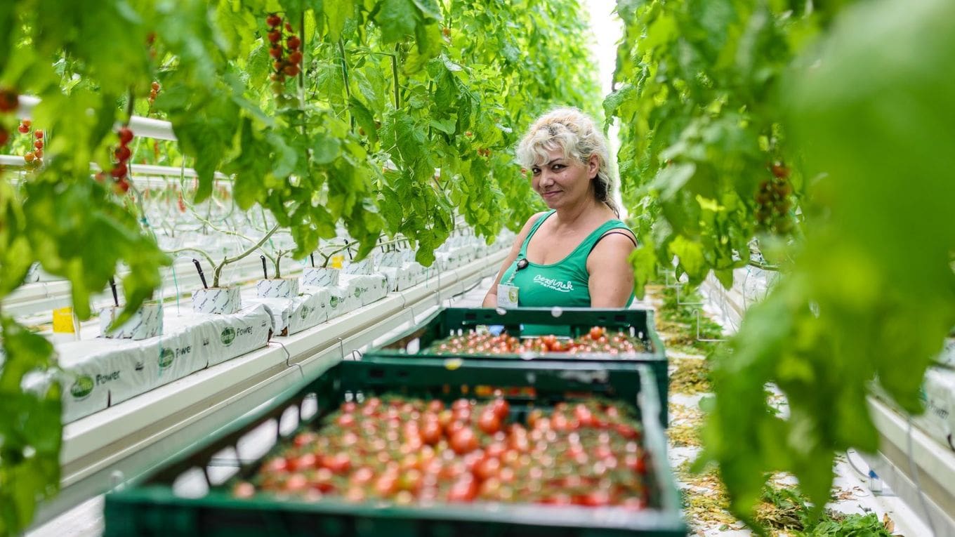 Farma Bezdinek Tomato Greenhouse