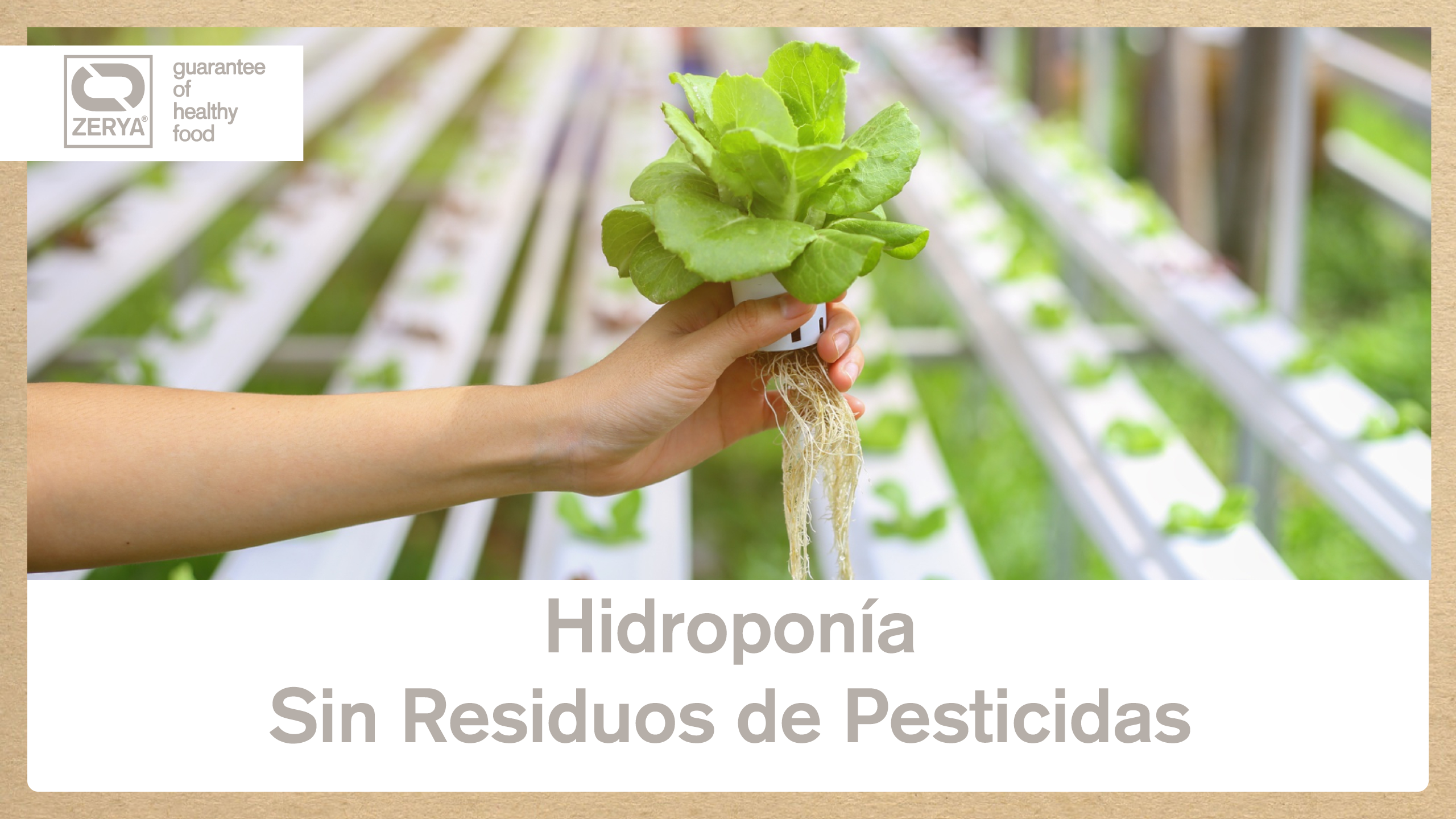 Hidroponía Sin Residuos de Pesticidas - ZERYA