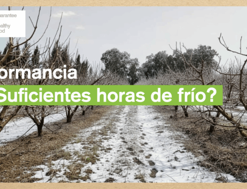 Dormancia en frutales: estrategias para una floración y cuajado adecuados.