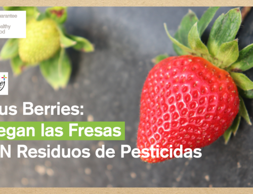 Plus Berries inicia la campaña 2025-26 en Fresa sin residuos certificada ZERYA®
