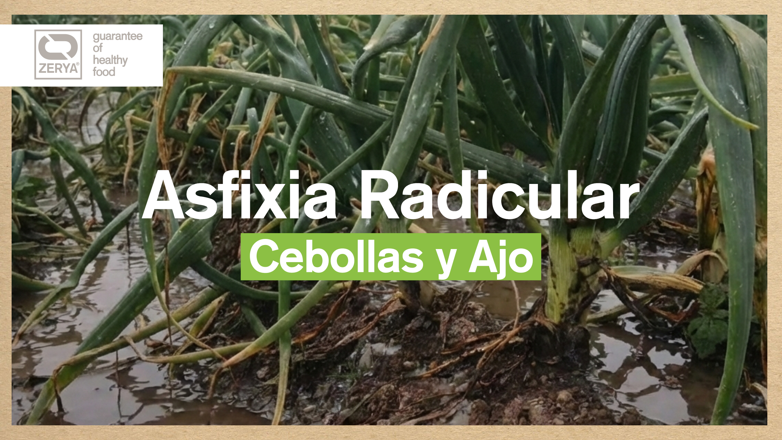 Banner Asfixia Radicular en ajos y cebollas ZERYA SIN Residuos de Pesticidas Avada Car Dealer News