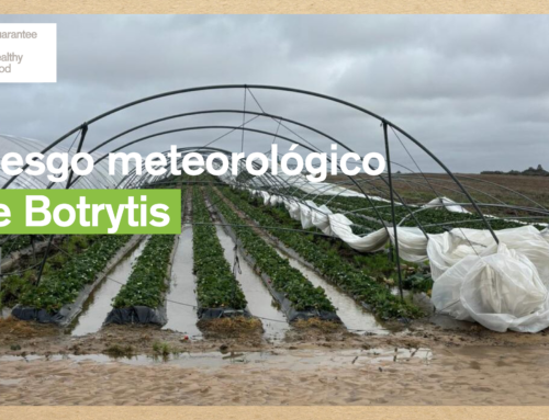 Cómo mitigar la Botrytis durante períodos de mayor riesgo meteorológico