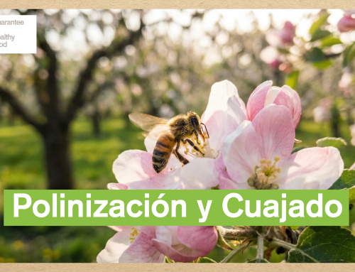 Fruta de hueso: cómo conseguir el mejor cuajado bajo el estándar ZERYA