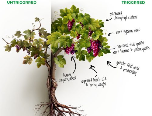 TRIGGRR© by SAN Agrow: The biological engine for crop physiology