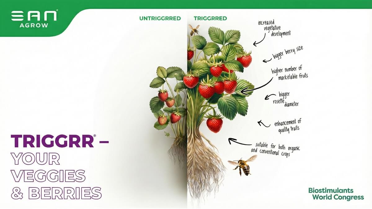 TRIGGRR - SAN AGROW - ZERYA