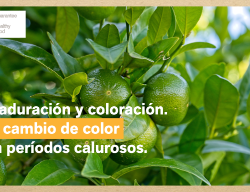 Cómo reducir los defectos de coloración en cítricos