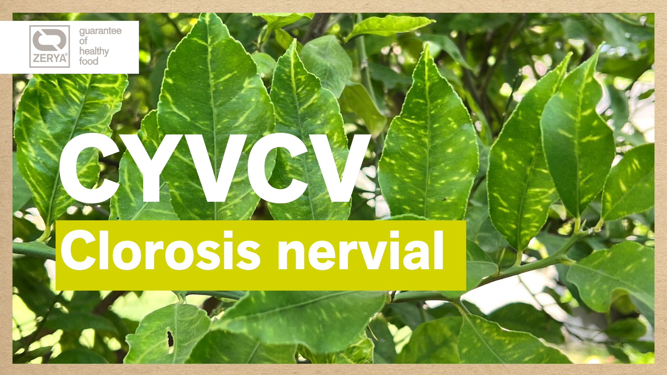 Clorosis nervial amarilla de los cítricos (CYVCV) Avada Car Dealer News